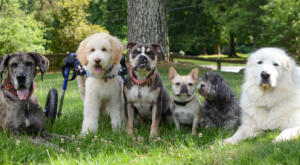 Benny and crew in the park posing for a photo