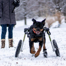 Dog wheelchair for sudden mobility loss