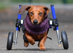 dog wheelchair for IVDD recovery