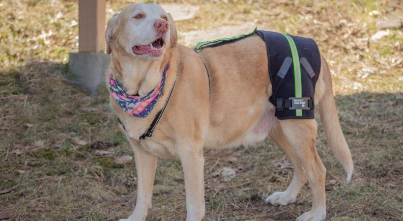 Senior Labrador in a Walkin' Hip-EEZ® Support System