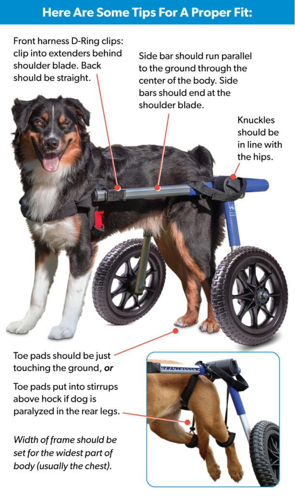 How to adjust a Walkin' Wheels dog wheelchair