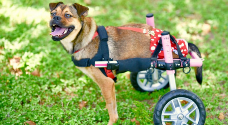 A happy dog with amputated rear legs enjoying her pink Walkin Wheels in her backyard