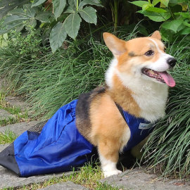 Paralyzed corgi scoots around in dog drag bag
