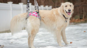 Golden Retriever in a Warrior rear lift harness for dogs