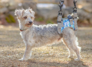 Lift harness for dog back legs