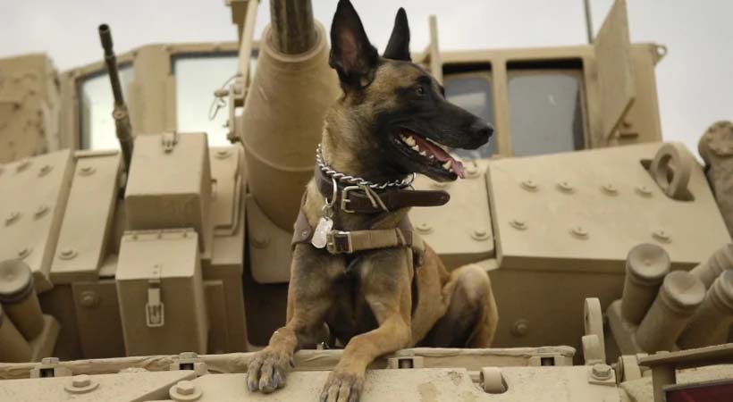 Young German Shepard dog on a desert military tank