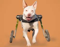 Medium Dog Wheelchair