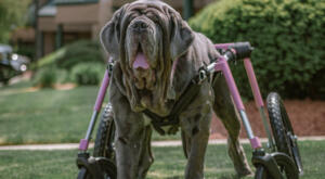 Giant breed Mastiff in her pink Quad Walkin Wheels wheelchair