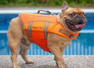 Brachia Breed pup in a floatation vest