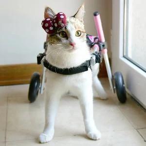 Danette in her pink cat wheelchair in the house
