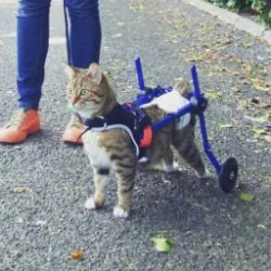 Incontinent Cat in Wheelchair