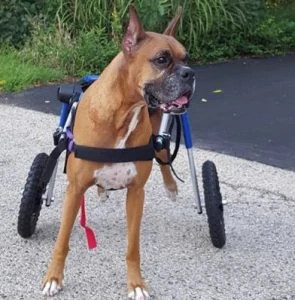 Boxer Medium Dog Wheelchair