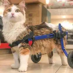 A kitty customer in his wheels as he Recovers from Paralysis