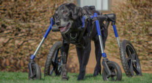 senior Labrador with elbow dysplasia in his Walkin' Wheels
