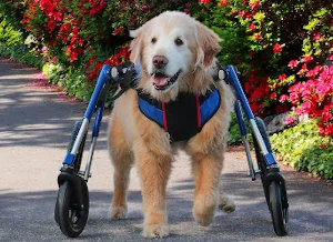 Senior Golden Retriever in wheelchair walking a paved garden path
