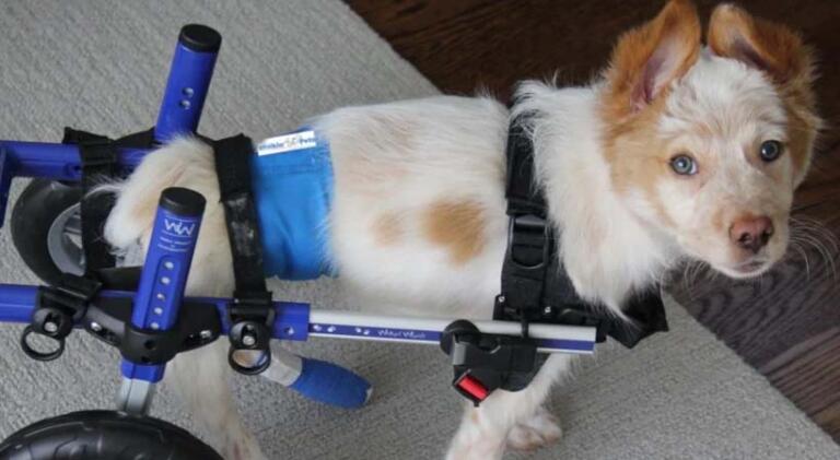 paralyzed dog with urinary incontinence in a wheelchair a belly band and a