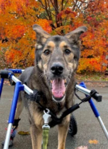 Full support wheelchair for late stage Degenerative Myelopathy in dogs