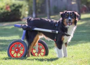 Roger loves running about in his new blue wheelchair and orange spoke wheels.