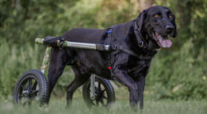 Almo in his large dog wheelchair for Labrador Retriever