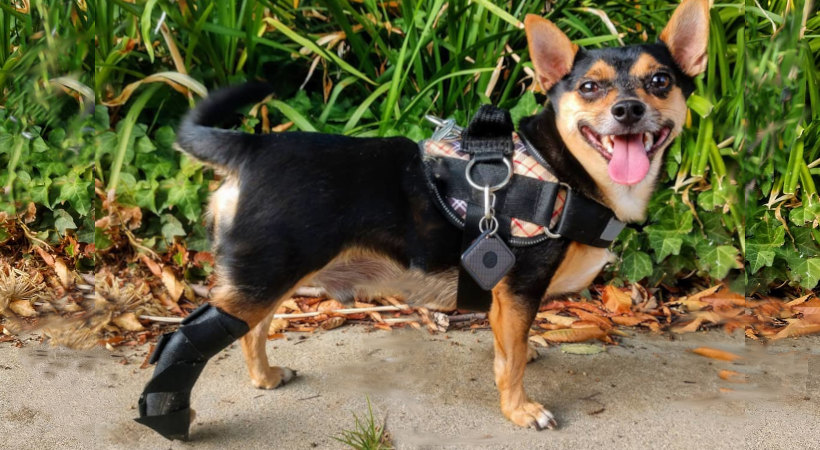 Dog braces and orthotic devices