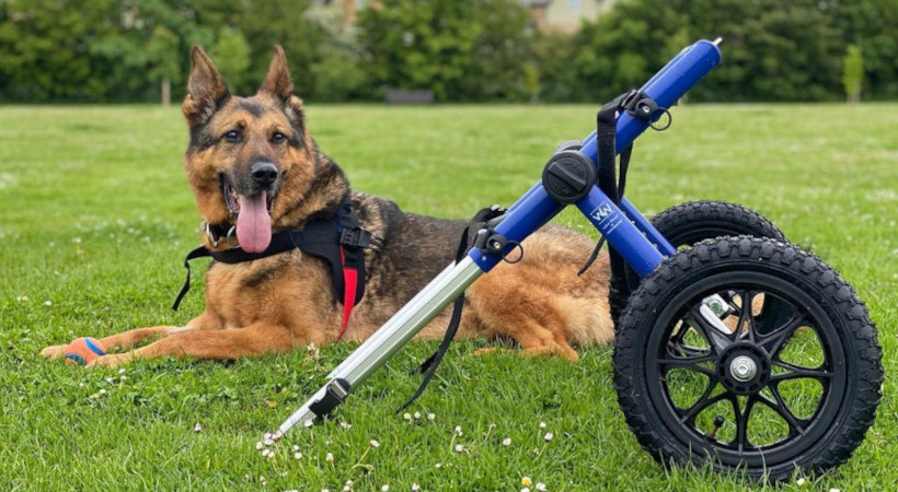 Mobility challnged german shepherd posing with his wheels by his side in a field