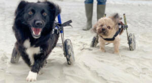 Two dogs on the sandy beach playing while in their wheel chairs, a mini and a medium size