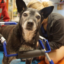 dog wheelchair use for arthritis