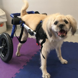 wheelchair dog rehabilitation