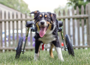 Training tips for handicapped dog