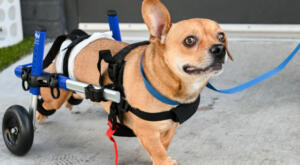 Toby, a paralyzed dog with incontinence in his wheels