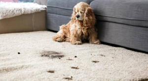 dirty carpet pets pet friendly flooring