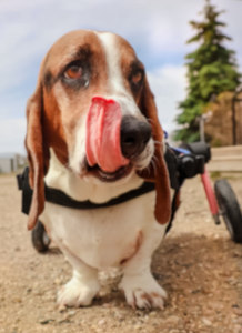 Basset hound wheelchair