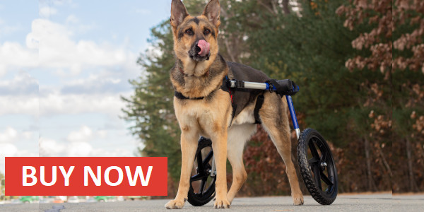 German Shepherd dog wheelchair