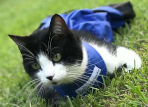 Paralyzed cat wears drag bag to protect legs