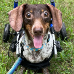 Paralyzed dachshund uses small Walkin' Wheels dog wheelchair