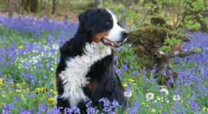 Bernese Mountain Dog in a wild flower field