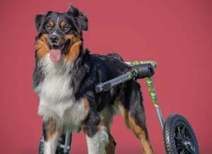 Active dog in his Walkin’ Wheels Dog Wheelchair Camo color
