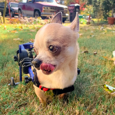 chihuahua wheelchair for paralyzed dog