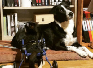 disabled cat and dog getting used to each other