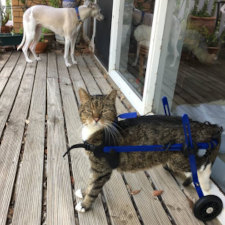 introducing a disabled cat with a new puppy