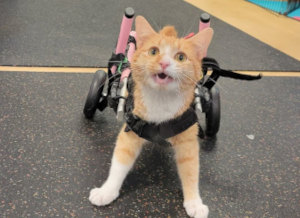 cat wheelchair for physical therapy