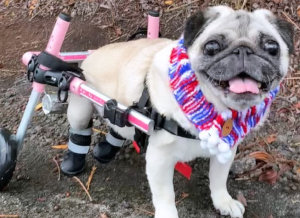 Paralyzed pug in a wheelchair wears a scarf
