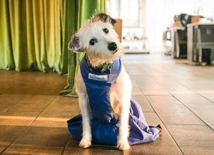 Lunita is using her Walkin' Pets Drag Bag for paralyzed dogs