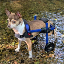 paralyzed chihuahua wheelchair