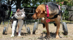 Orca the cat and Freya the dog in their wheelchairs for a backyard meet-and-greet