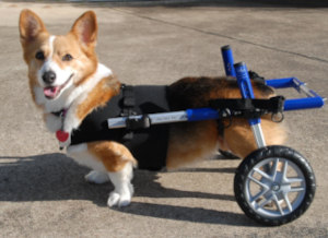 Walkin' Wheels Corgi Wheelchair
