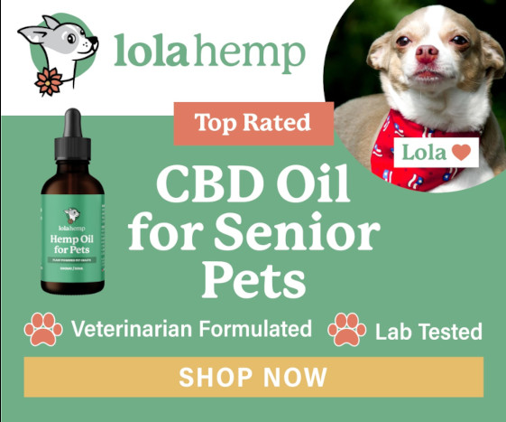 CBD Oil for senior pets