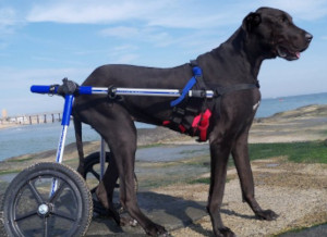 large dog wheelchair for Great Dane