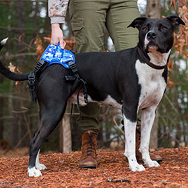 BuddyUp Rear harness for dog back leg support