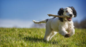 puppy health running in a field with stick
